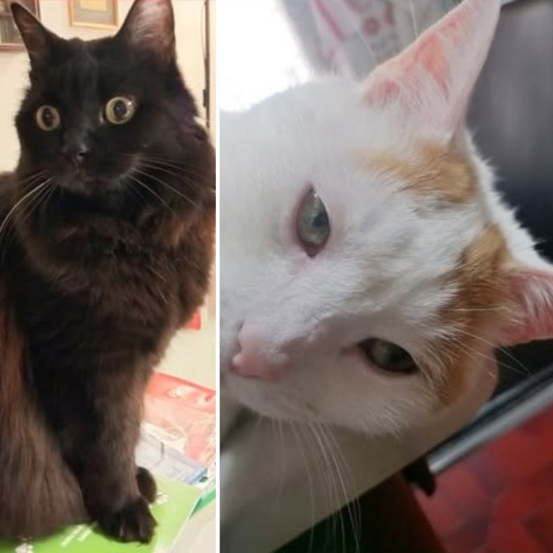 gatti da adottare di Le Sfigatte