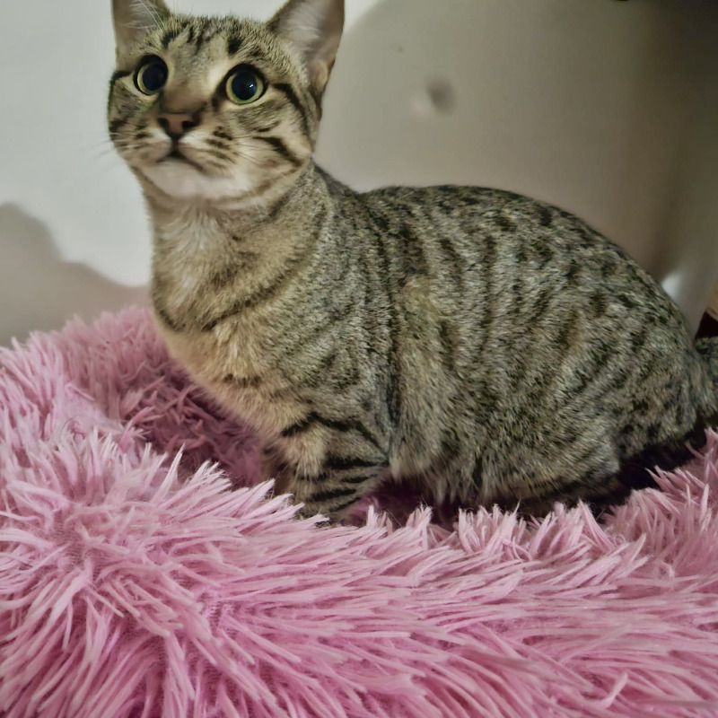 gatti da adottare di Le Sfigatte