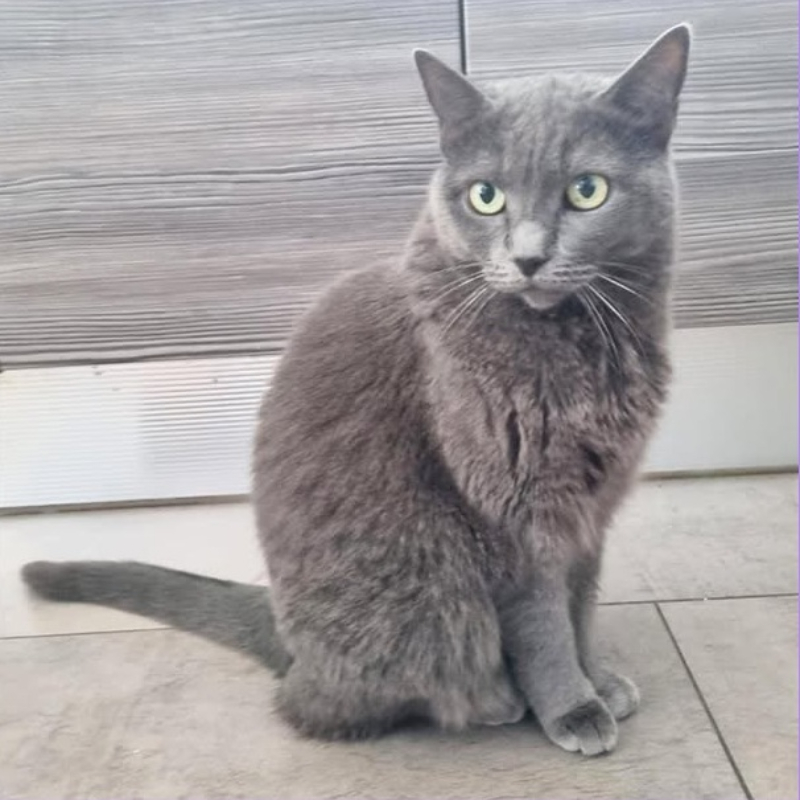 gatti da adottare di Le Sfigatte