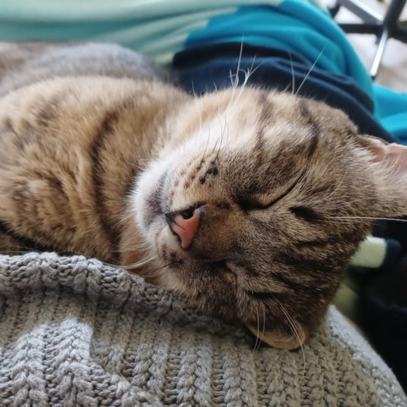 gatti adottati Le Sfigatte