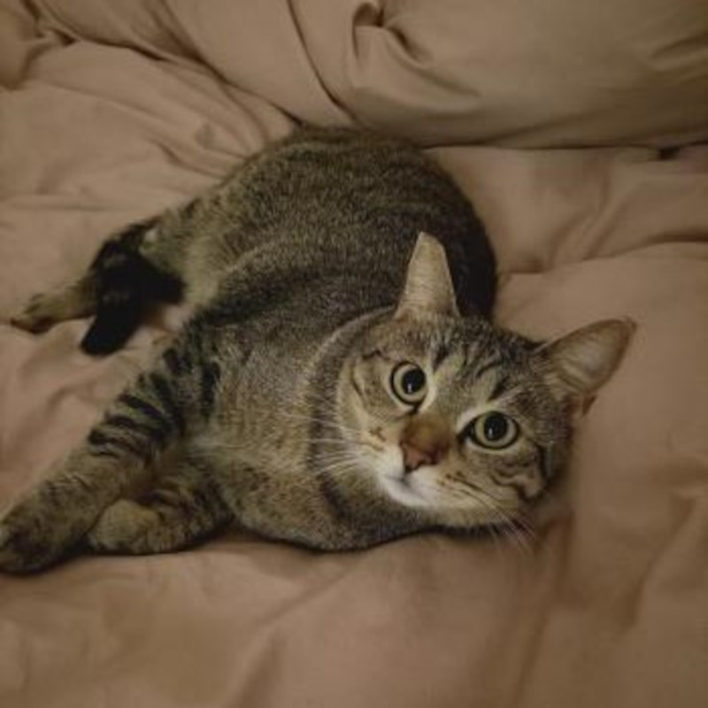 gatti adottati Le Sfigatte
