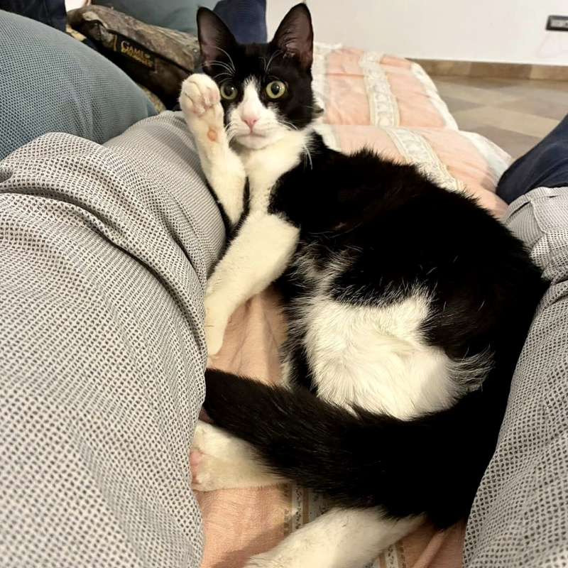 gatti adottati Le Sfigatte