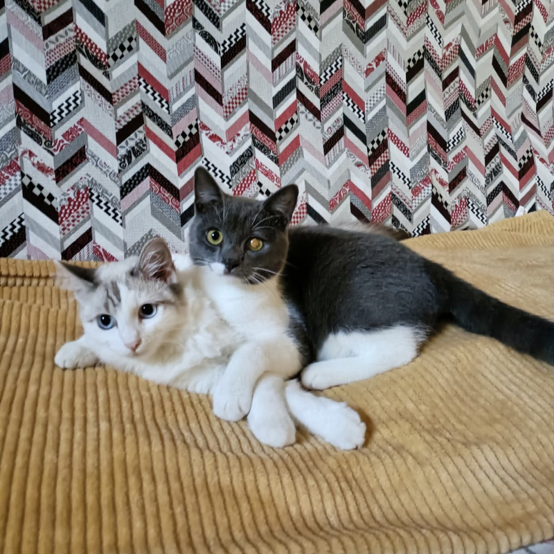 gatti adottati Le Sfigatte
