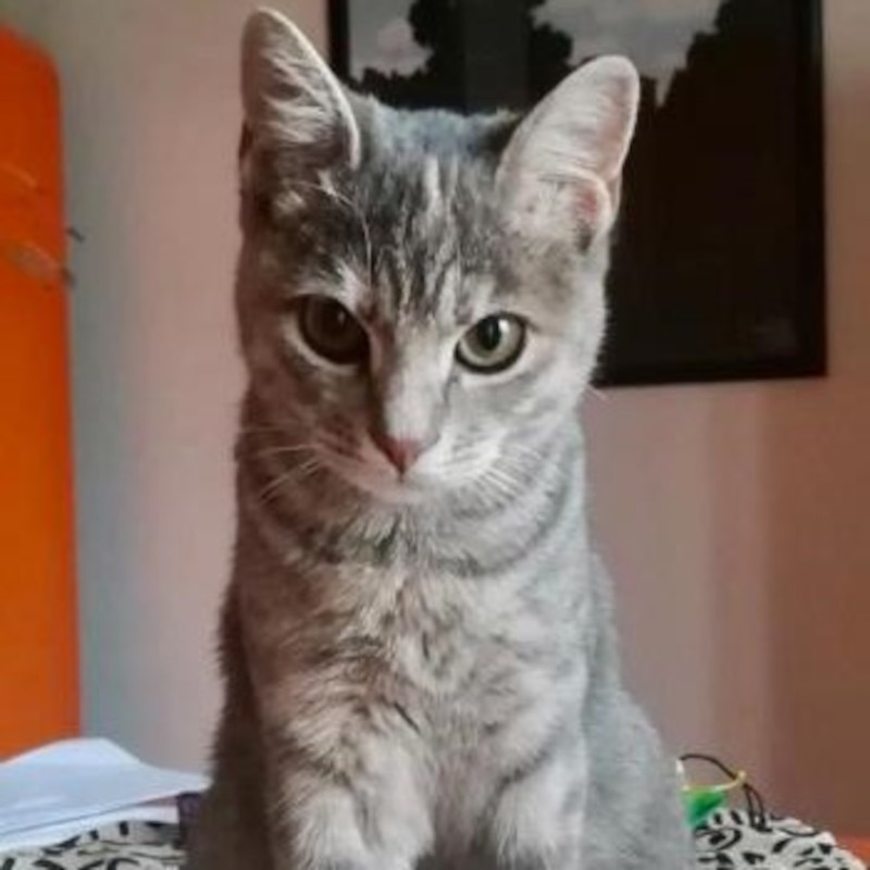 gatti adottati Le Sfigatte