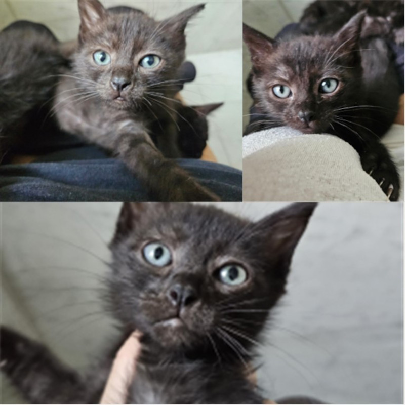 gatti adottati Le Sfigatte