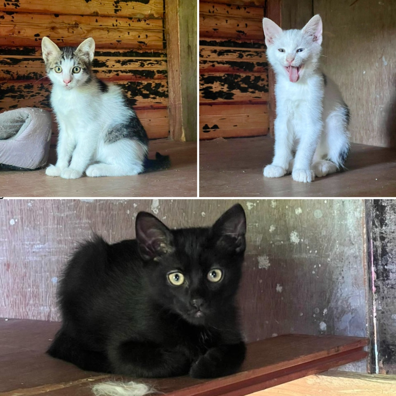 gatti adottati Le Sfigatte