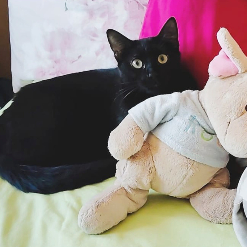 Aldo, in cerca di adozione | Associazione Le Sfigatte