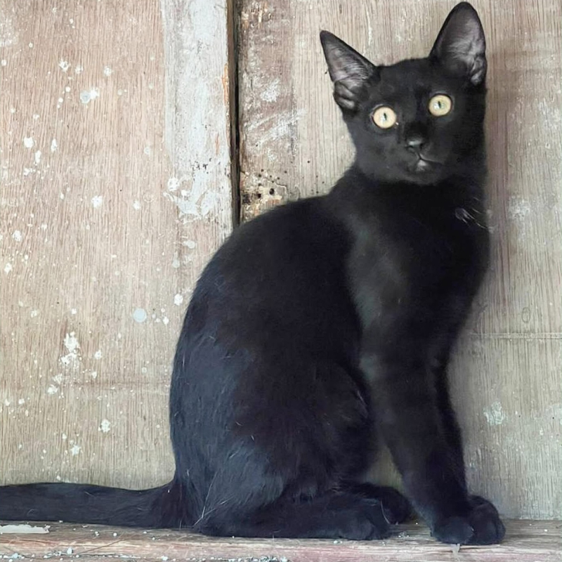 gatti da adottare Le Sfigatte