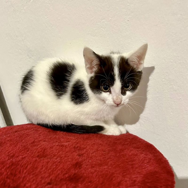 gatti adottati Le Sfigatte