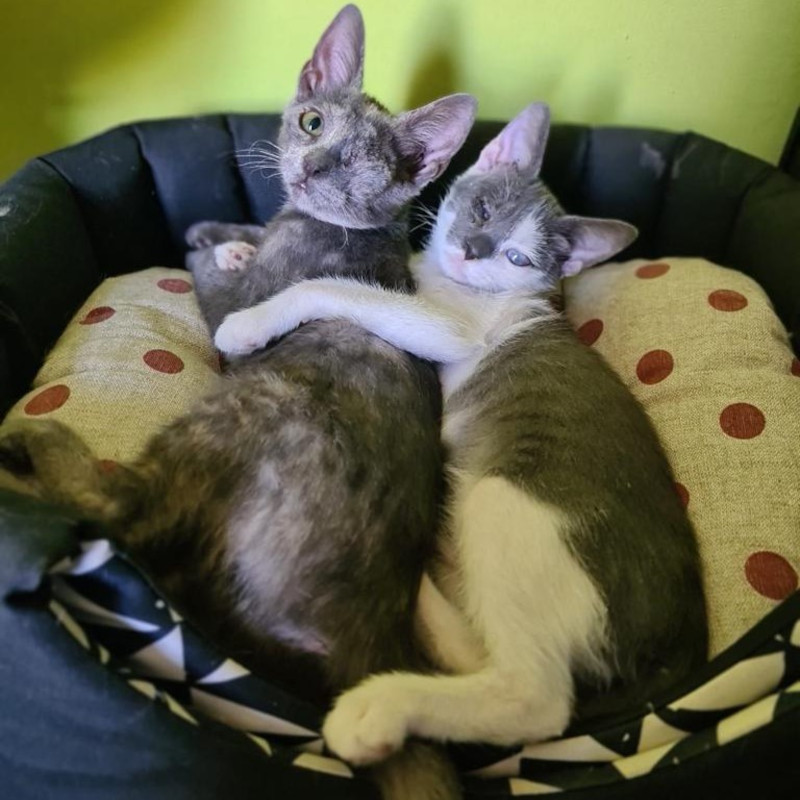 gatti adottati Le Sfigatte