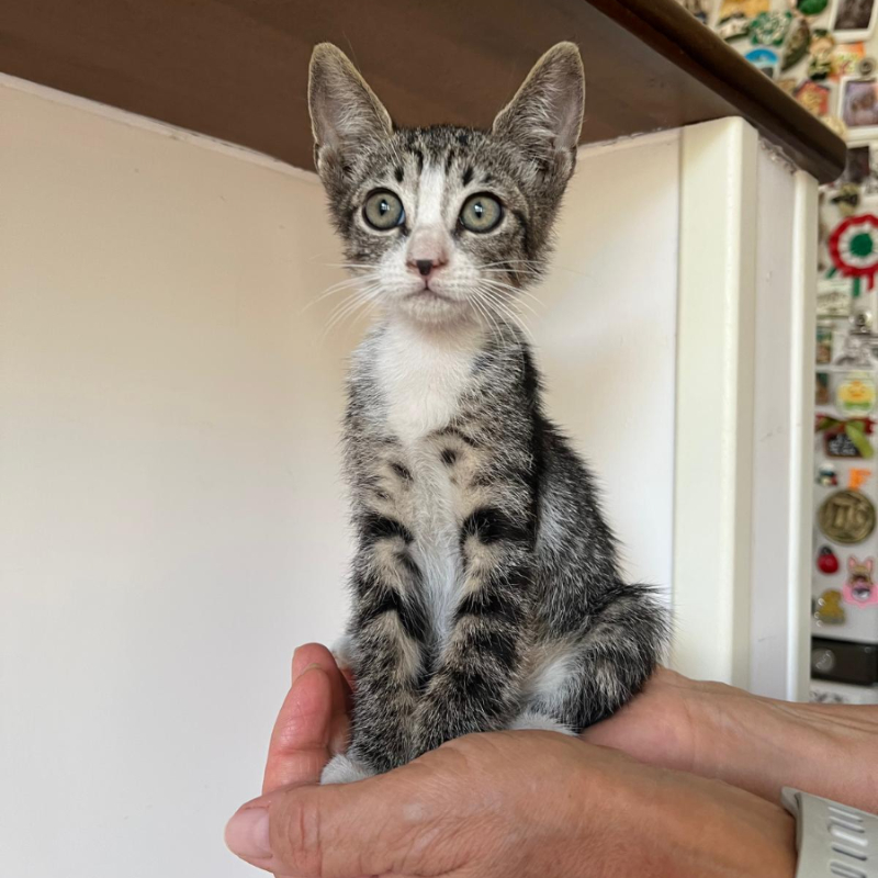 Alice, in cerca di adozione | Associazione Le Sfigatte