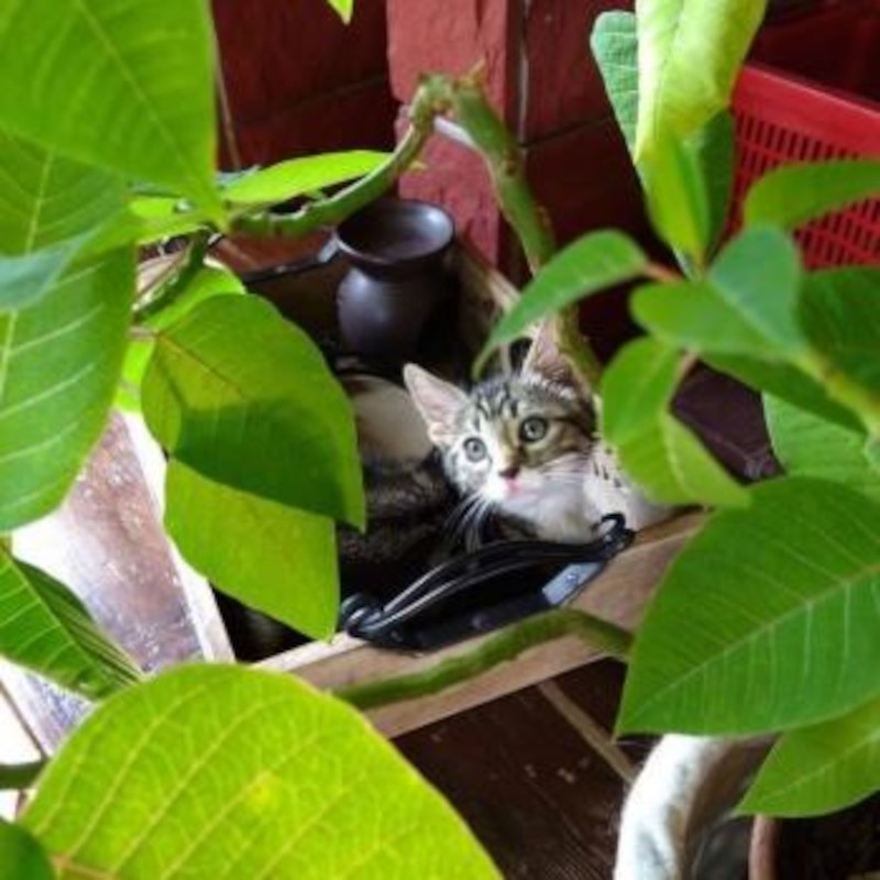 gatti adottati Le Sfigatte