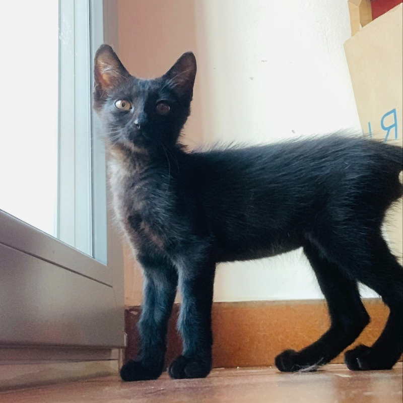 gatti adottati Le Sfigatte