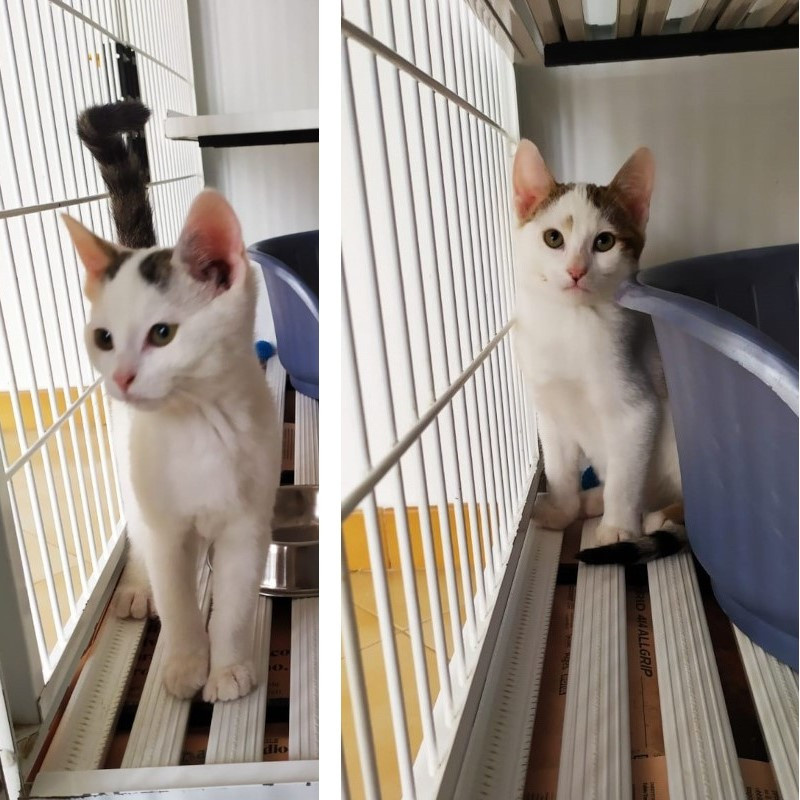 gatti adottati Le Sfigatte