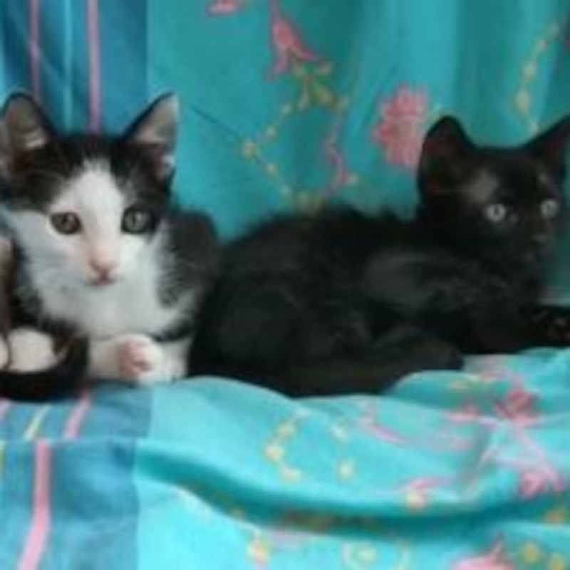 gatti adottati Le Sfigatte