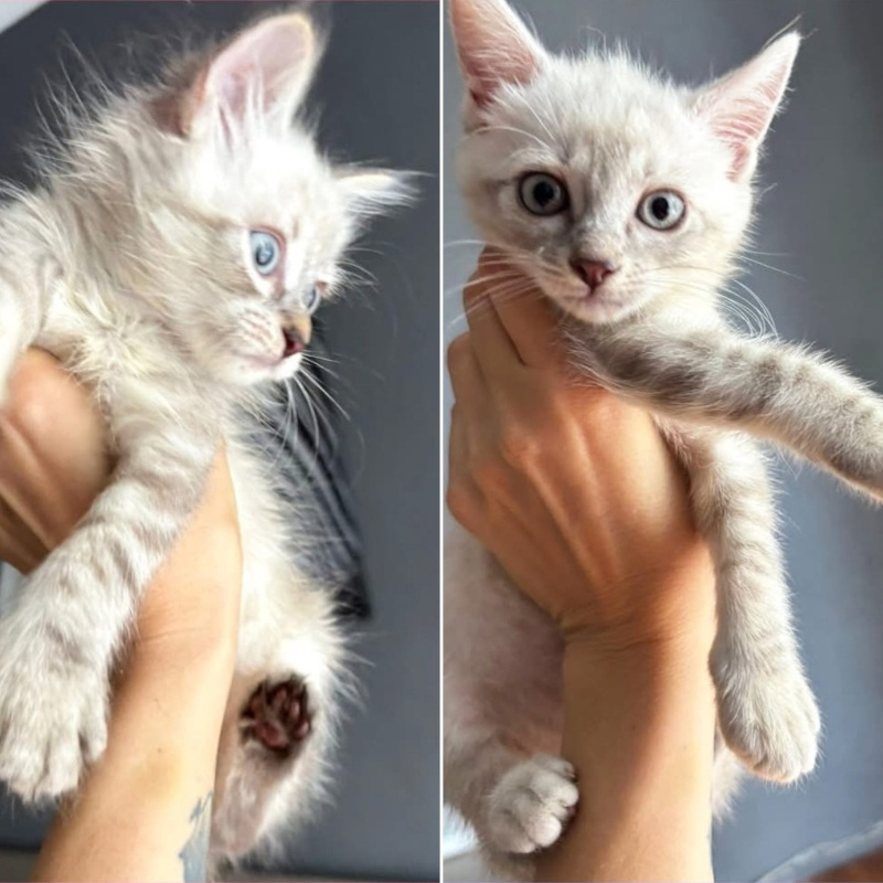 gatti adottati Le Sfigatte