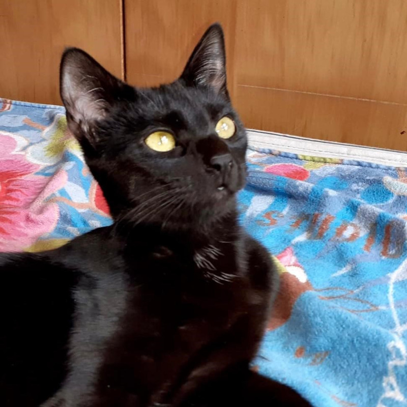 gatti adottati Le Sfigatte