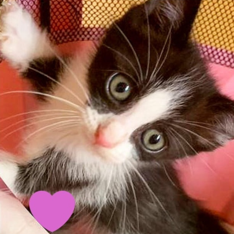 gatti adottati Le Sfigatte