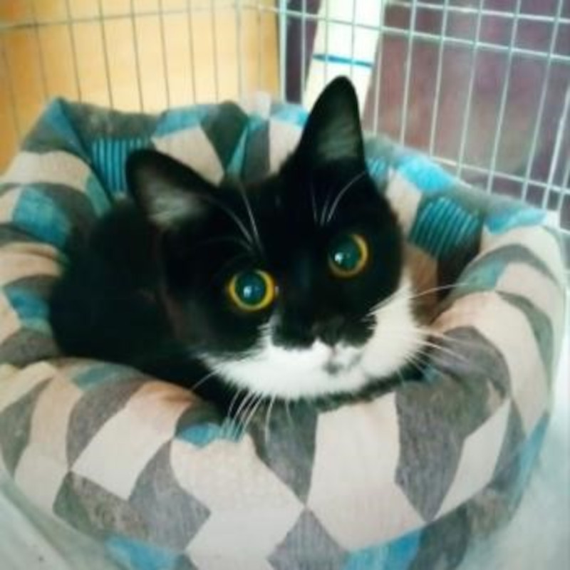 gatti adottati Le Sfigatte