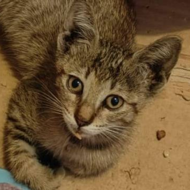 Ambra, in cerca di adozione | Associazione Le Sfigatte