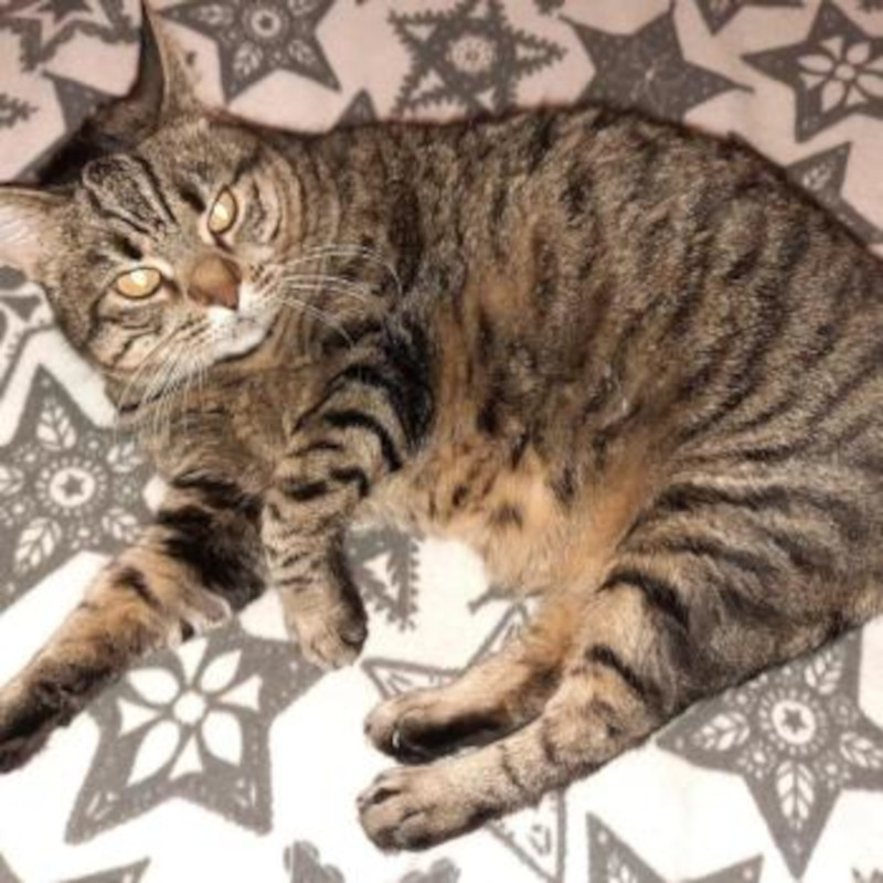 gatti adottati Le Sfigatte