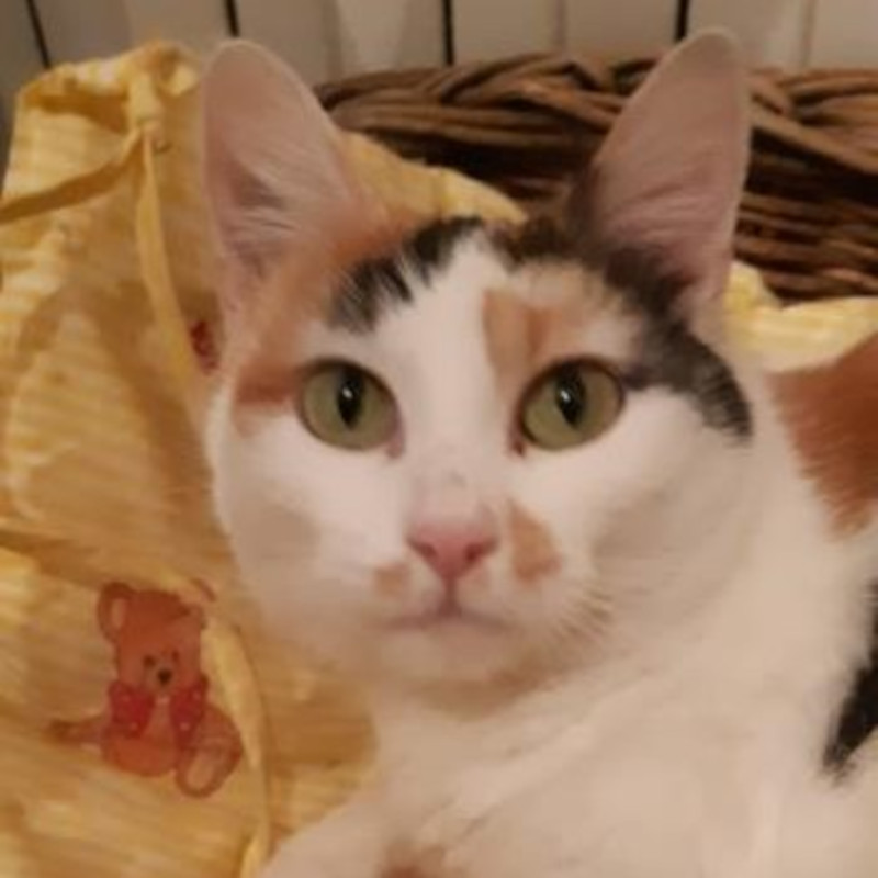 gatti adottati Le Sfigatte