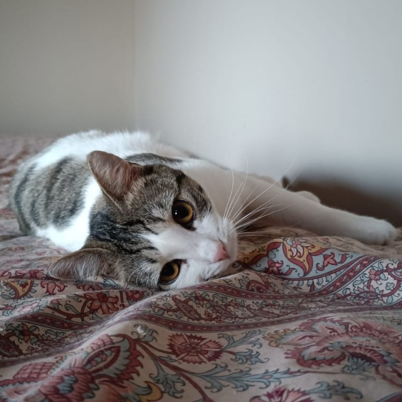 Ambretta, in cerca di adozione | Associazione Le Sfigatte