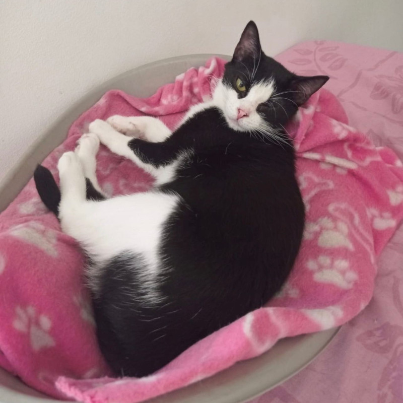 gatti adottati Le Sfigatte