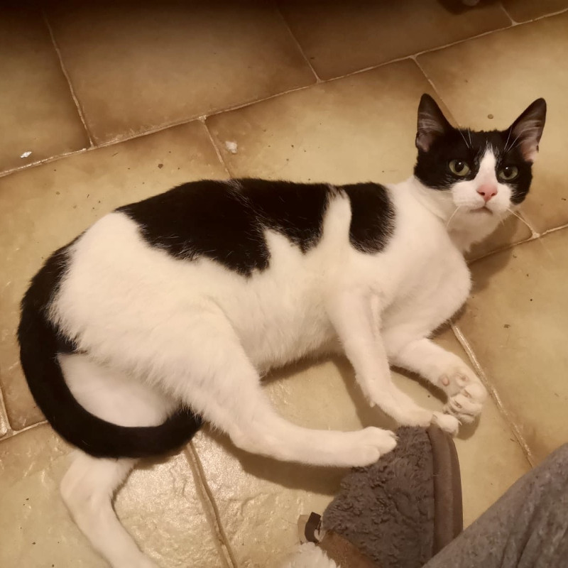 gatti adottati Le Sfigatte