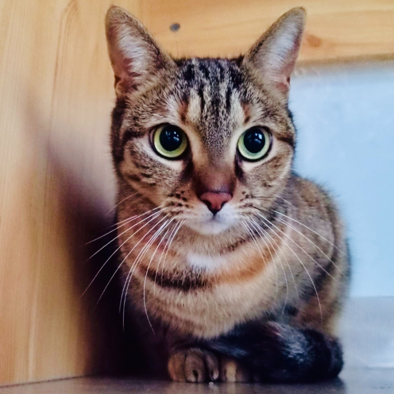 gatti da adottare Le Sfigatte