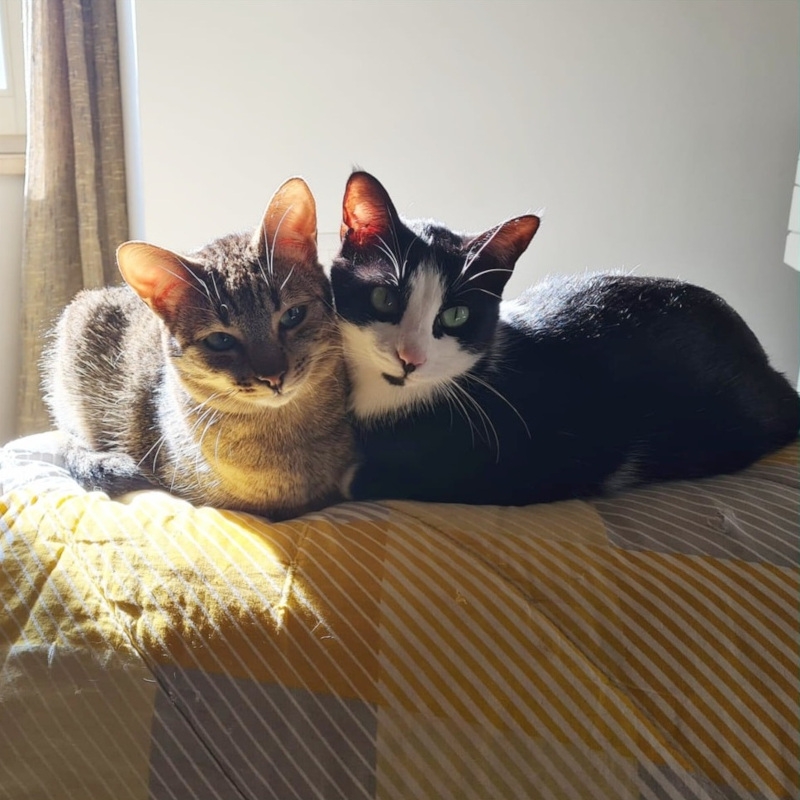 Ananas e Cocco, in cerca di adozione | Associazione Le Sfigatte