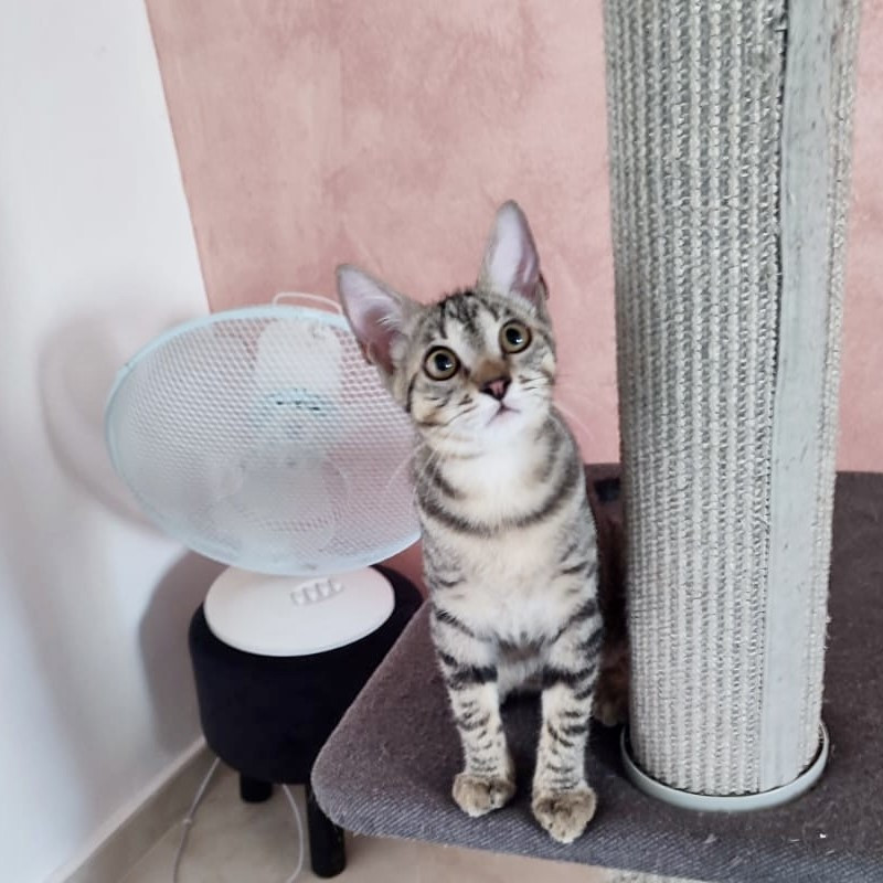 gatti adottati Le Sfigatte