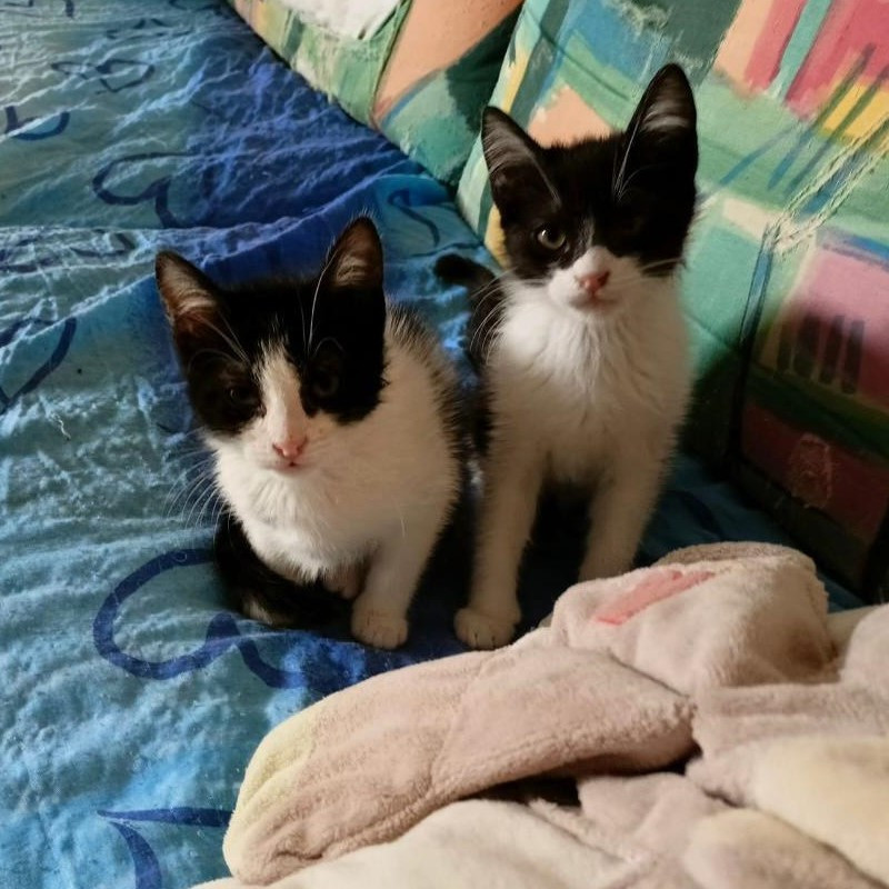 gatti adottati Le Sfigatte