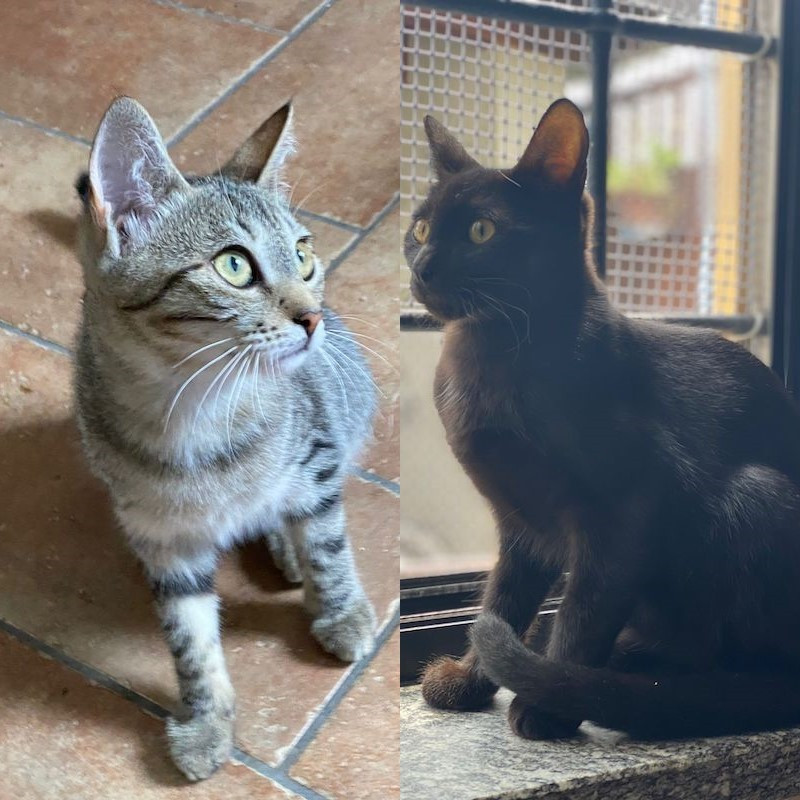 gatti adottati Le Sfigatte