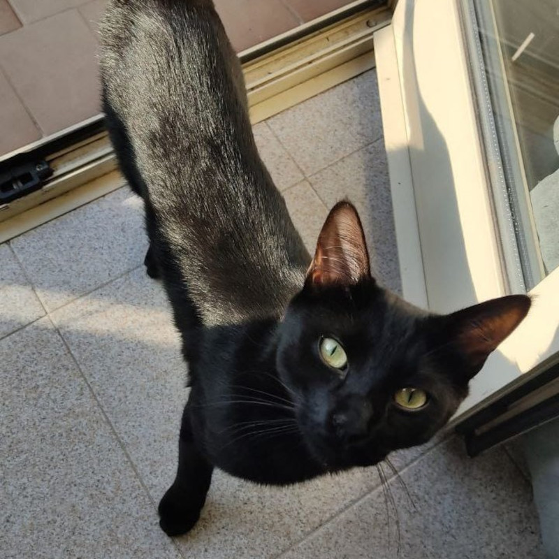 gatti adottati Le Sfigatte