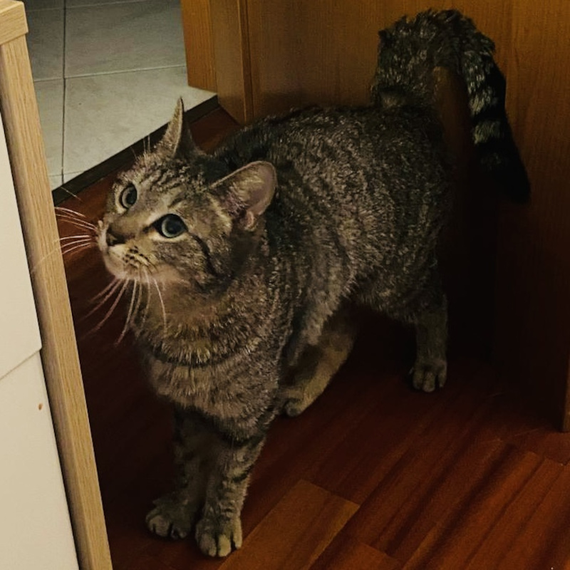 gatti adottati Le Sfigatte