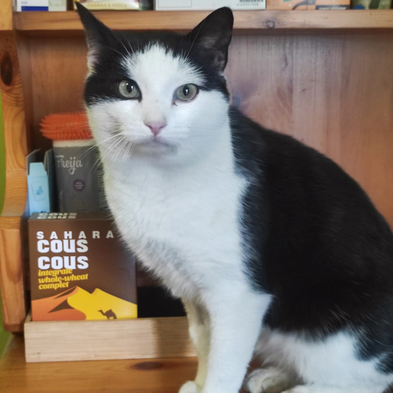 gatti adottati Le Sfigatte