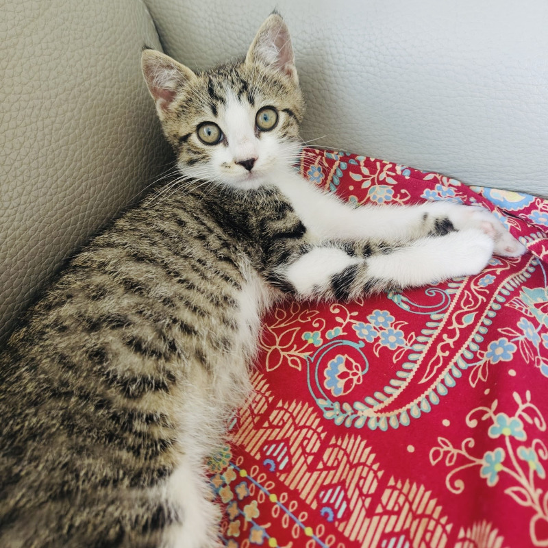 gatti adottati Le Sfigatte