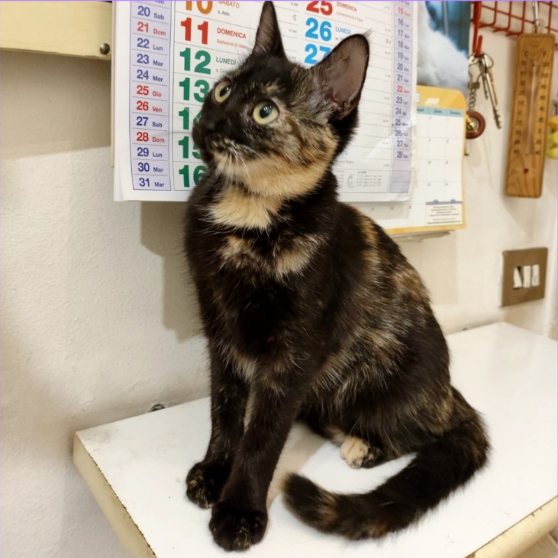 gatti adottati Le Sfigatte