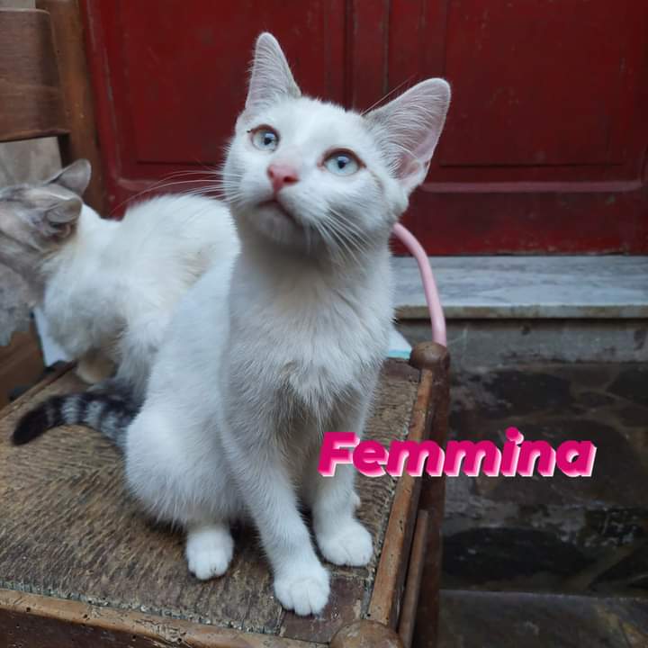 gatti adottati Le Sfigatte