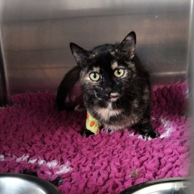 gatti adottati Le Sfigatte