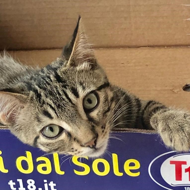gatti adottati Le Sfigatte