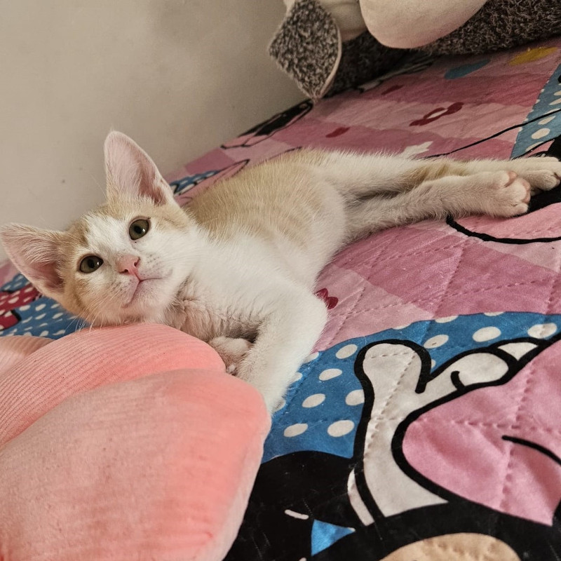gatti adottati Le Sfigatte