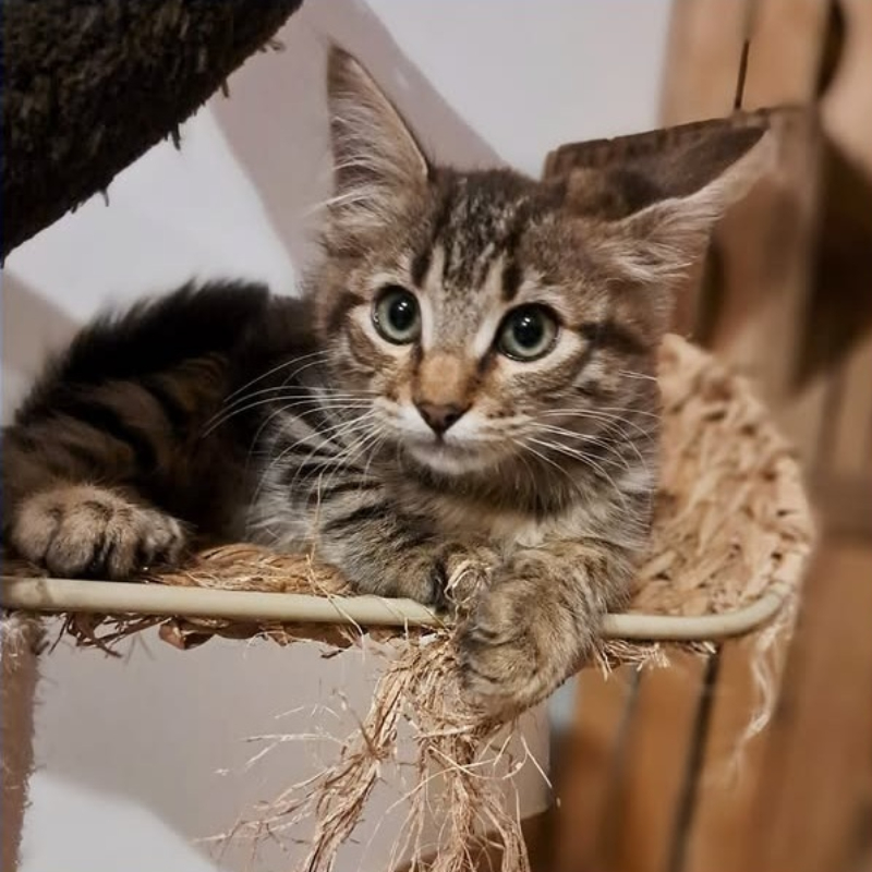 gatti adottati Le Sfigatte