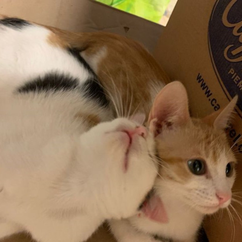 gatti adottati Le Sfigatte