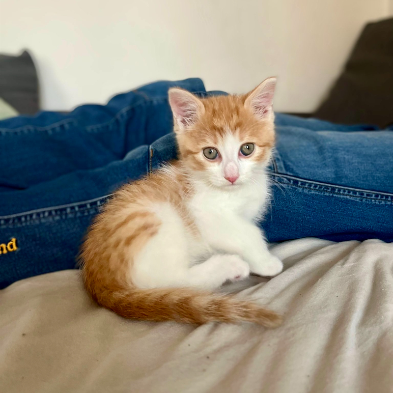 gatti adottati Le Sfigatte