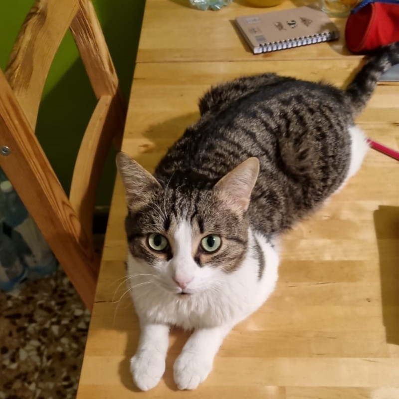 gatti adottati Le Sfigatte