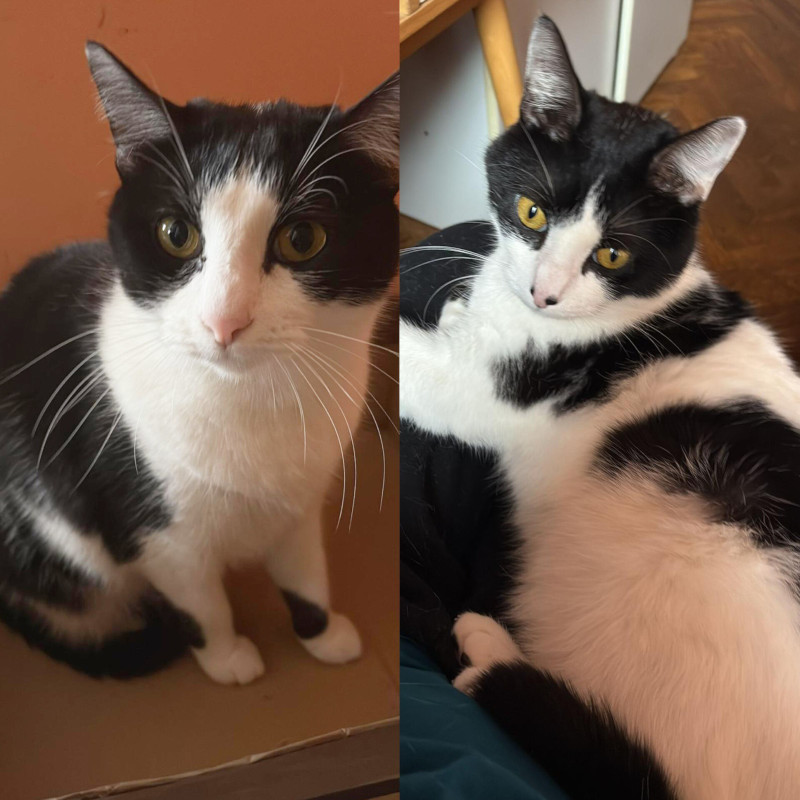 Artemide e Diablo, una nuova casa, un nuovo inizio | Associazione Le Sfigatte