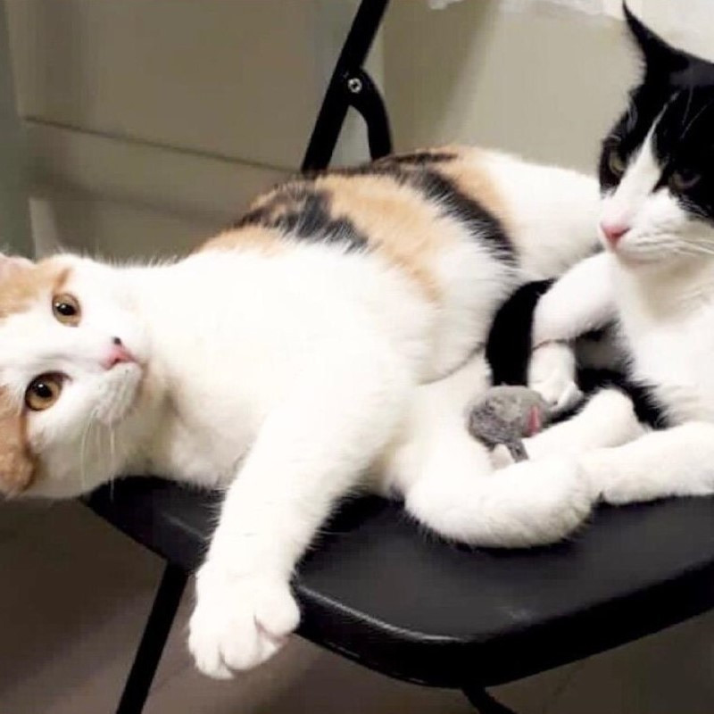 gatti adottati Le Sfigatte