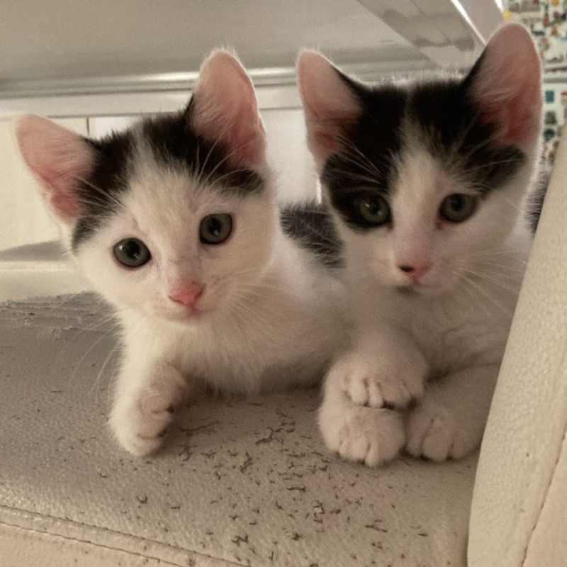 gatti adottati Le Sfigatte